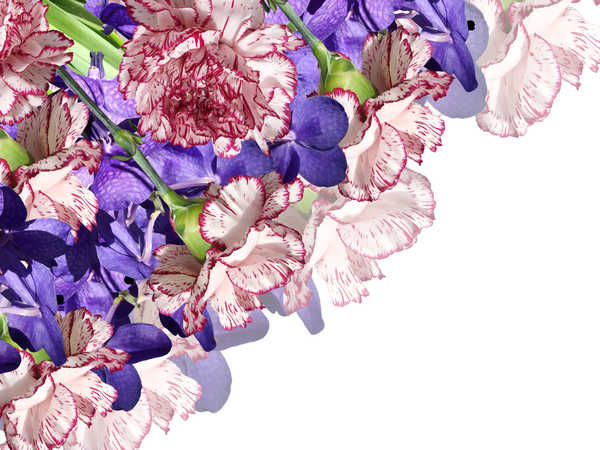 Poster Anggrek Orchid Carnations WPS