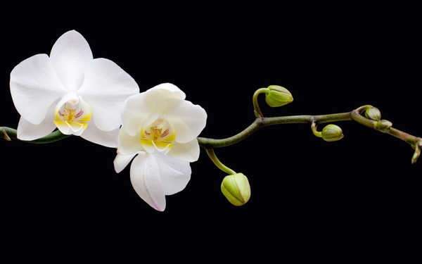 Poster Bunga Anggrek Flower White Flower Flowers Orchid 001APC