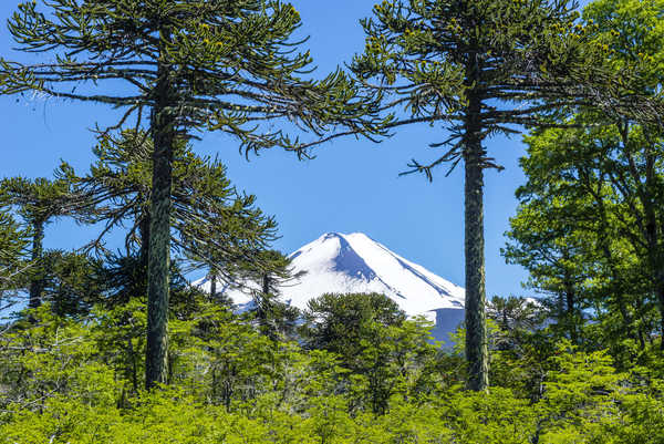 poster gunung Andes Mountain Nature Tree Earth Andes Mountains APC