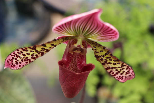 Poster Anggrek Closeup Orchid Paphiopedilum WPS