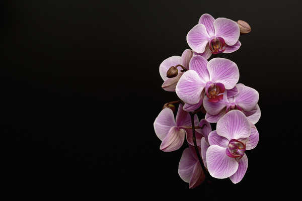 Hiasan Dinding Anggrek Orchid Pink color Black background WPS