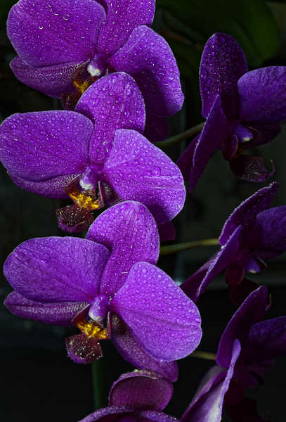 Gambar Poster Anggrek Orchid Closeup Black background Violet WPS 002