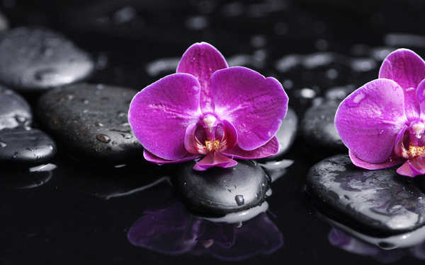 Hiasan Dinding Anggrek Flowers Orchid 011APC
