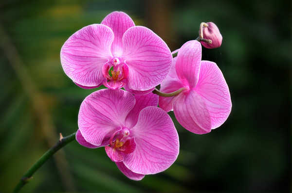 Poster Bunga Anggrek Close Up Flower Orchid Pink Flower Flowers Orchid 001APC