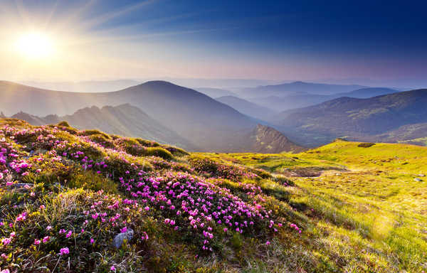 poster pemandangan alam gunung sunset rhododendron flowers summer mountains 4k WPS