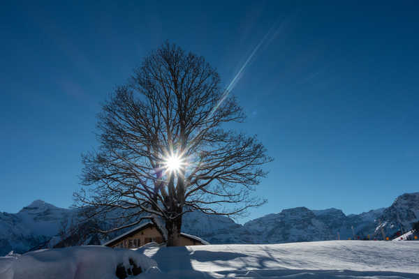 Poster Pemandangan Gunung Switzerland Winter Mountains Braunwald Snow Trees 1Z