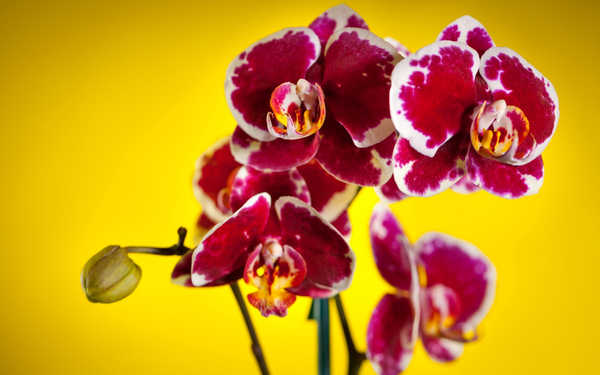 Poster Bunga Anggrek Flower Flowers Orchid 014APC