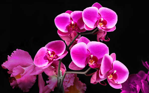 Gambar Poster Anggrek Flower Orchid Pink Flower Flowers Orchid 002APC