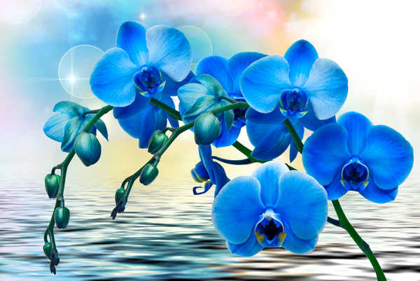 Gambar Poster Anggrek Orchid Water Blue WPS