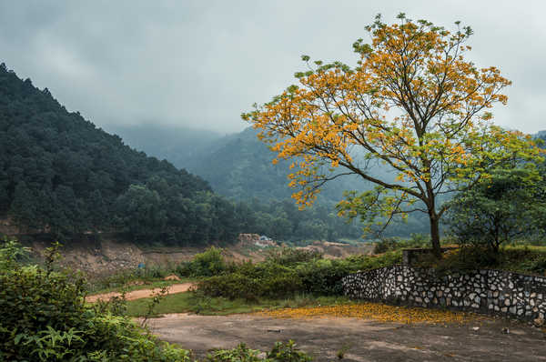 Poster Pemandangan Gunung Vietnam Mountains Forests Trees Fog 1Z