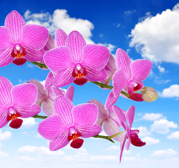 Gambar Poster Anggrek Orchid Closeup Sky Pink color WPS
