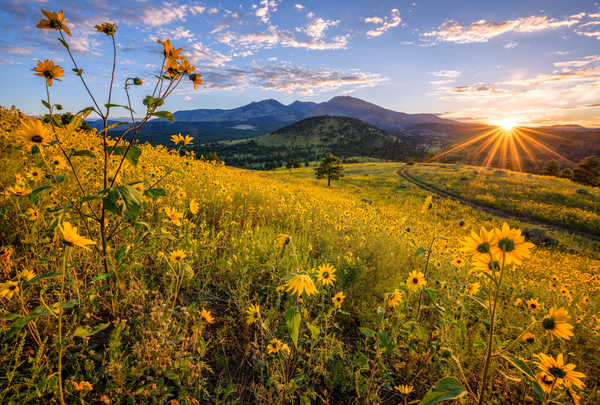 poster gunung USA Mountains Sunflowers Morning Scenery 1Z