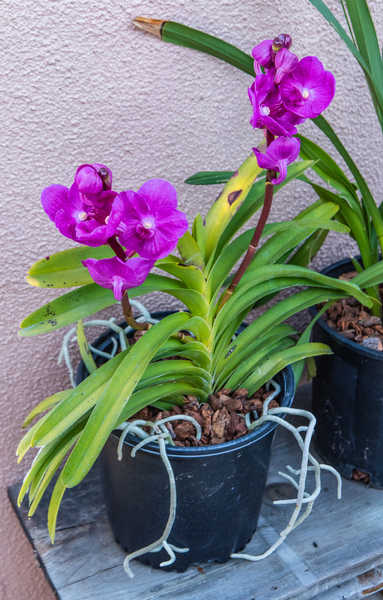 Gambar Poster Bunga Anggrek Orchid Flowerpot Violet WPS