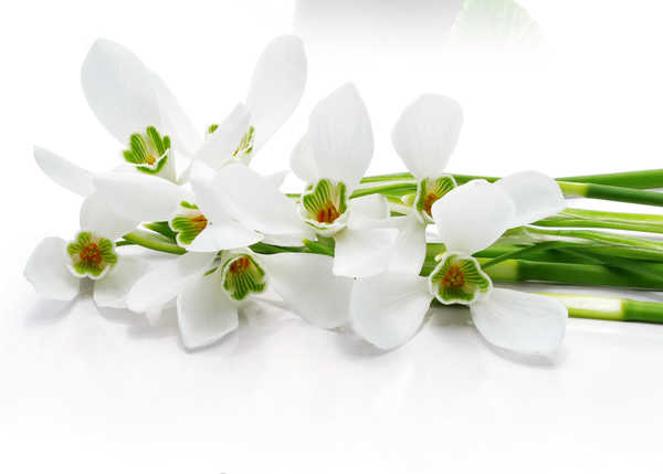 Gambar Poster Bunga Anggrek Orchid Closeup White WPS 007