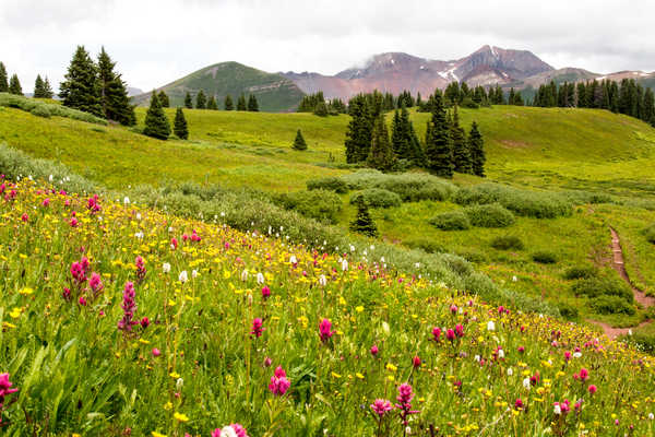 poster gunung Mountains Grasslands Fir 1Z