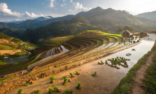 poster pegunungan Vietnam Mountains Fields Mu Cang Chai 1Z