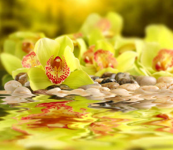 Hiasan Dinding Anggrek Orchid Closeup Yellow WPS 001