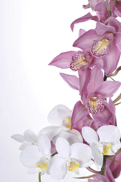 Poster Anggrek Orchid Closeup White background WPS 003