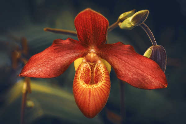 Gambar Poster Bunga Anggrek Closeup Orchid Bokeh Red WPS