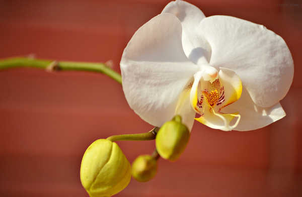 Poster Bunga Anggrek Orchid Closeup White WPS 008