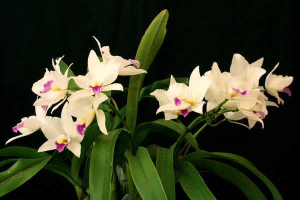 Gambar Poster Anggrek Orchid Closeup White WPS 001