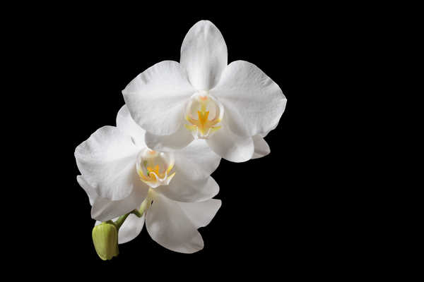 Gambar Poster Bunga Anggrek Orchid Closeup Black background White WPS 001