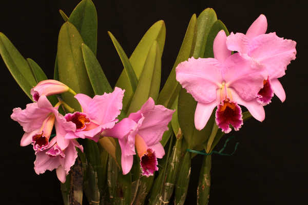 Poster Anggrek Orchid Closeup Pink WPS 002