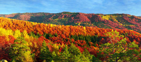 poster pegunungan Ukraine Mountains Forests Autumn Zakarpattia 1Z