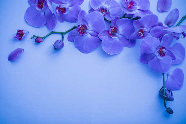 Gambar Poster Anggrek Orchid Branches Petals Template greeting card WPS