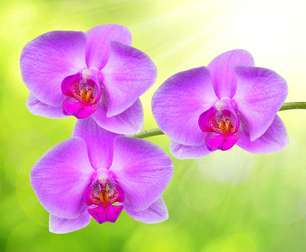 Poster Anggrek Orchid Closeup Violet WPS 001