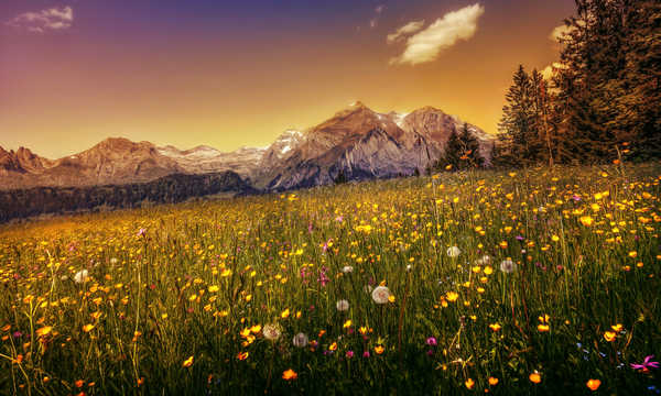 poster pemandangan alam gunung dandelion flowers buttercup field mountains hd 4k WPS