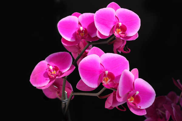 Hiasan Dinding Anggrek Flower Orchid Pink Flower Flowers Orchid 001APC