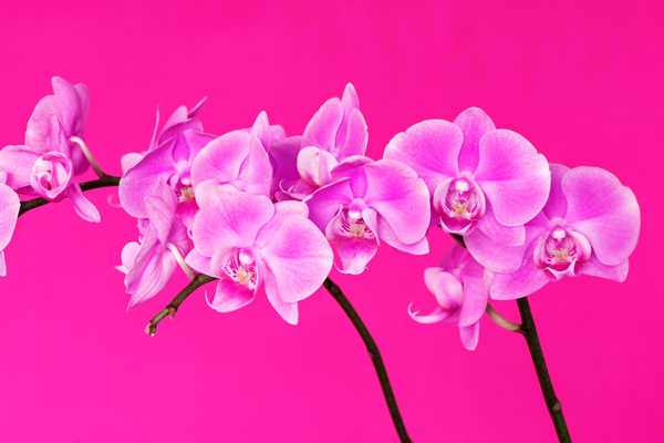 Hiasan Dinding Anggrek Orchid Closeup Pink color WPS 004