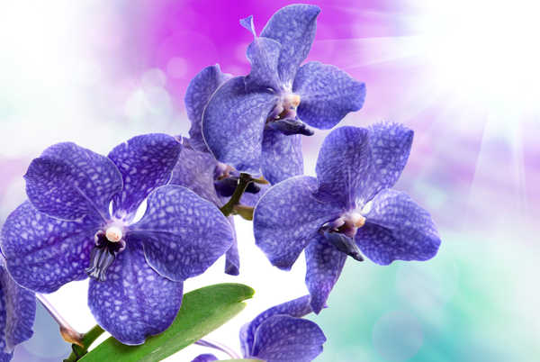 Poster Anggrek Orchid Closeup Blue WPS