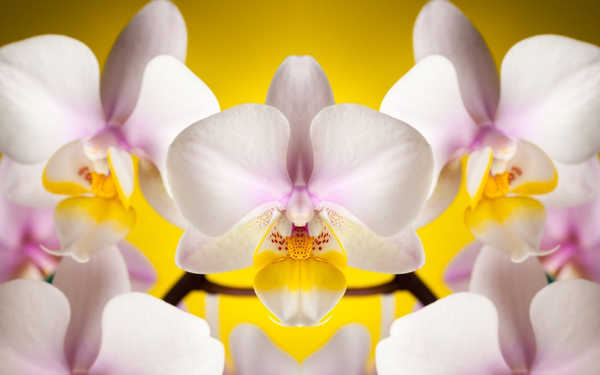 Poster Anggrek Flower Flowers Orchid 015APC