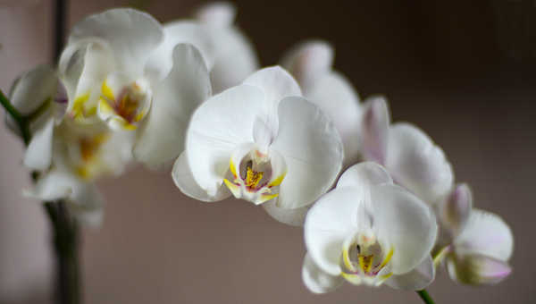 Hiasan Dinding Anggrek Flower Flowers Orchid 016APC