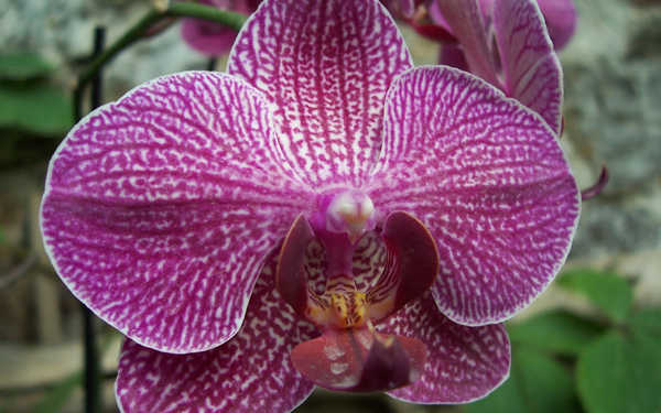 Gambar Poster Bunga Anggrek Flowers Orchid 013APC