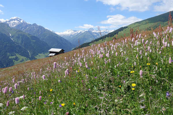 Poster Pemandangan Gunung Mountains Switzerland Grasslands Grisons Grass 1Z