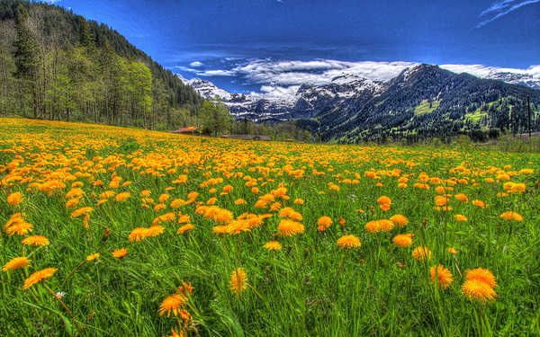 poster gunung Dandelion Earth Field Landscape Mountain Earth Landscape APC