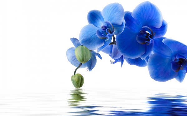 Hiasan Dinding Anggrek Blue Flower Flower Orchid Reflection Flowers Orchid APC