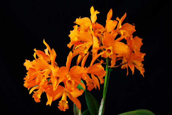 Hiasan Dinding Anggrek Orchid Closeup Black background Orange WPS