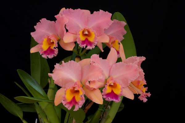 Hiasan Dinding Anggrek Orchid Closeup Pink WPS 008