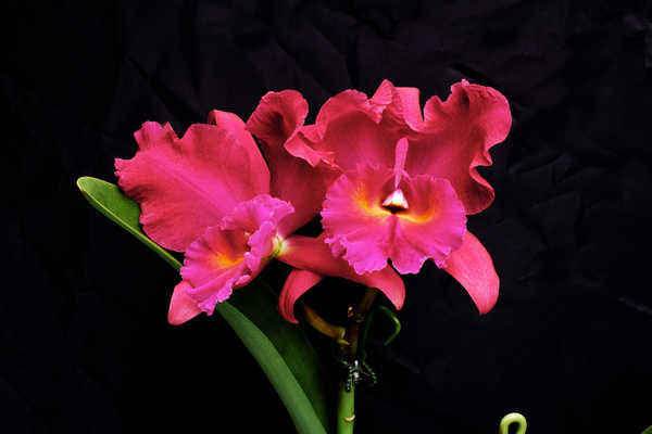 Gambar Poster Bunga Anggrek Orchid Closeup Black background Pink color WPS 002