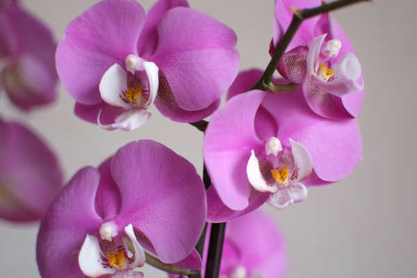Gambar Poster Anggrek Closeup Orchid Violet WPS