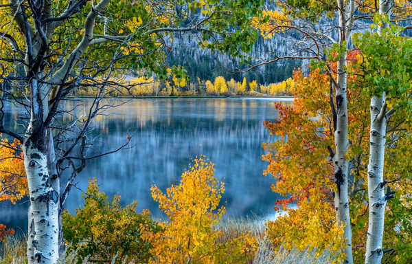 poster pemandangan alam gunung Birch Fall Foliage Lake Mountain Tree Lakes Lake APC