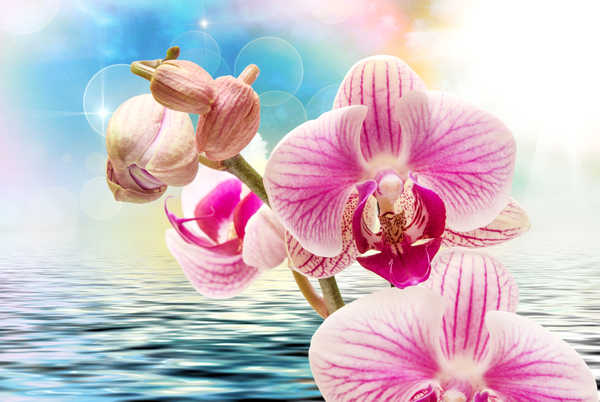 Poster Bunga Anggrek Orchid Water Closeup WPS 001