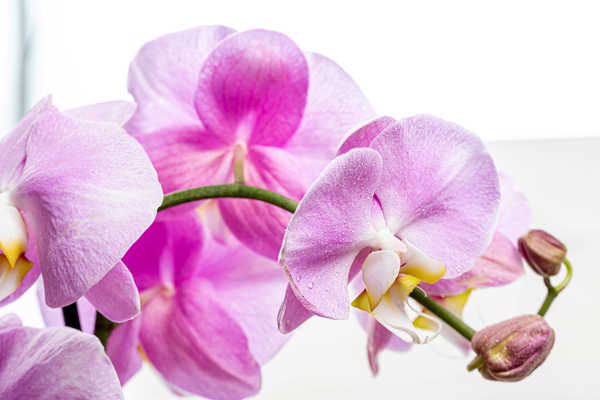 Gambar Poster Anggrek Orchid Closeup White background Pink color WPS