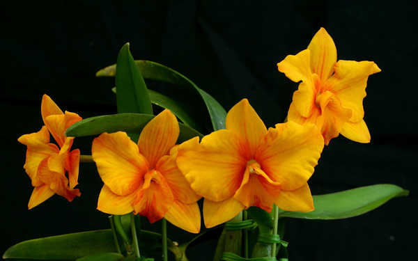 Gambar Poster Bunga Anggrek Flower Orange Flower Flowers Orchid 002APC