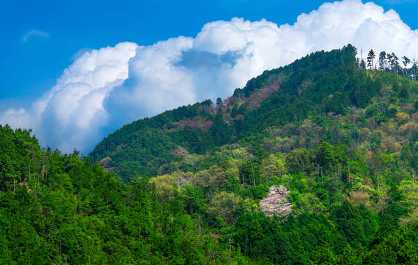 Poster Pemandangan Gunung Japan Mountains Forests 1Z