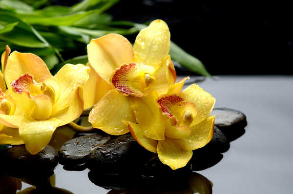 Gambar Poster Bunga Anggrek Orchid Stones Closeup Yellow Drops WPS